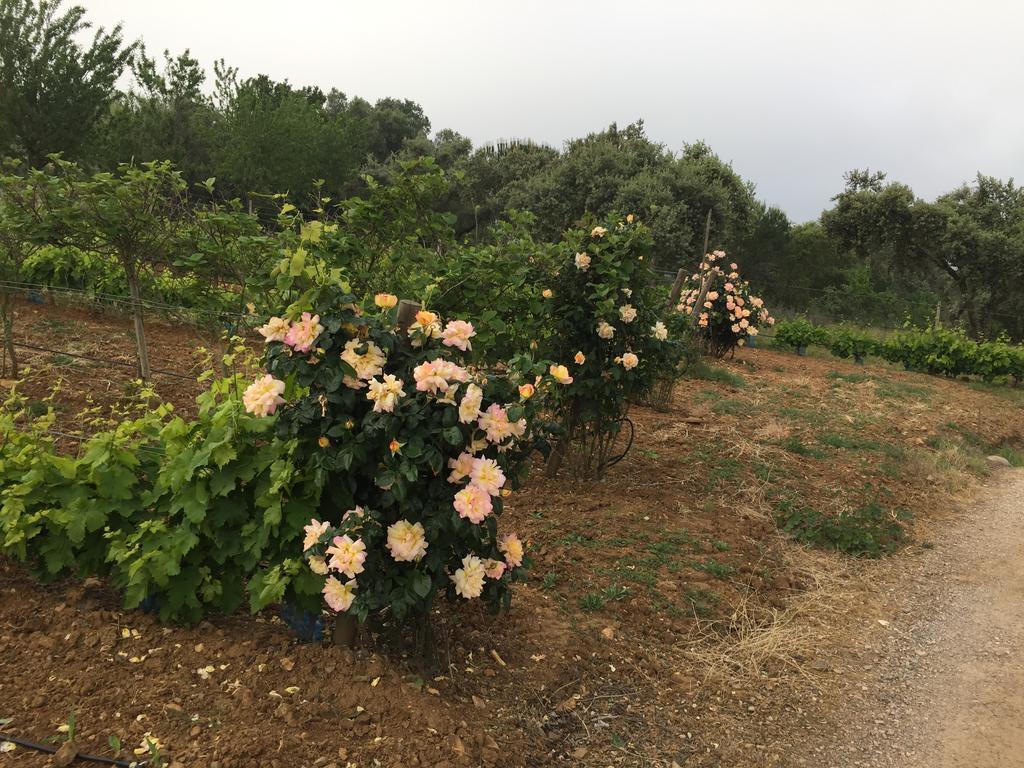 Holiday Home Monte Das Azinheiras 아라이오로스 외부 사진